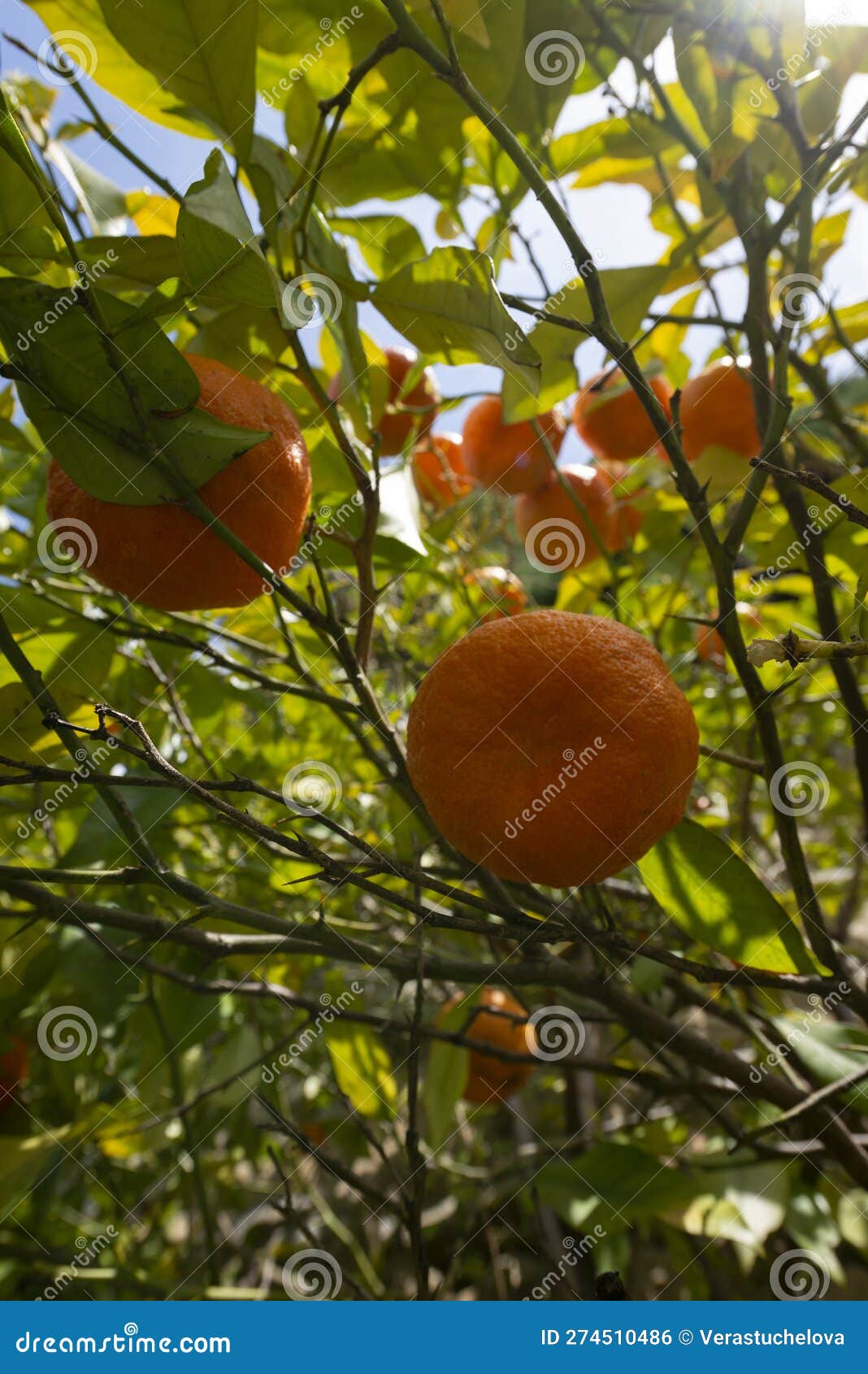 Sour Orange Bigarade Orange Tree in the Detail Stock Photo Image of