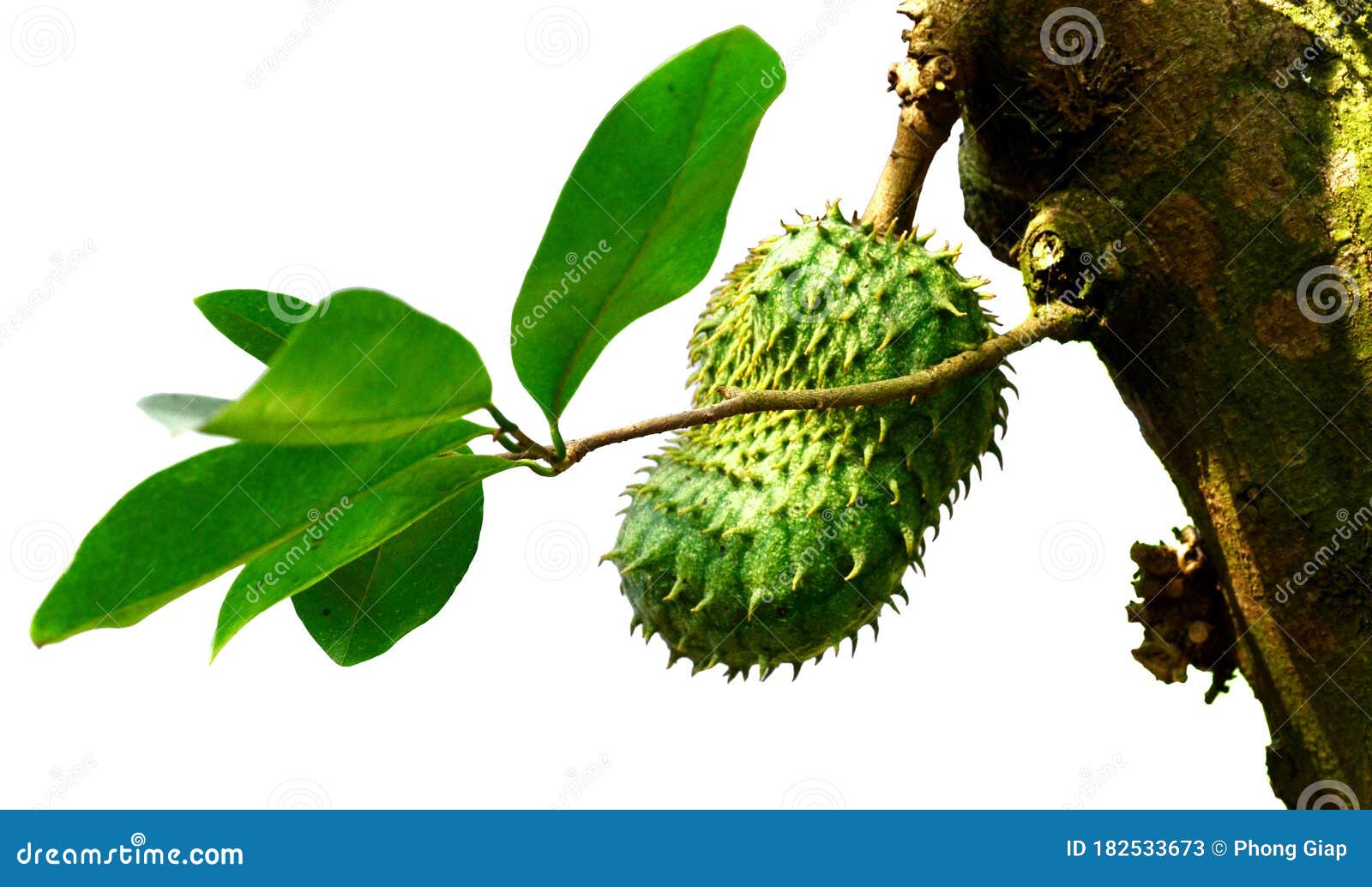 Sour Sop Graviola Guyabano Prickly Custard Apple Stock Image Image Of Prickly Healthy Sour Sop Graviola Guyabano Prickly Custard Apple Stock Image Image Of Prickly Healthy