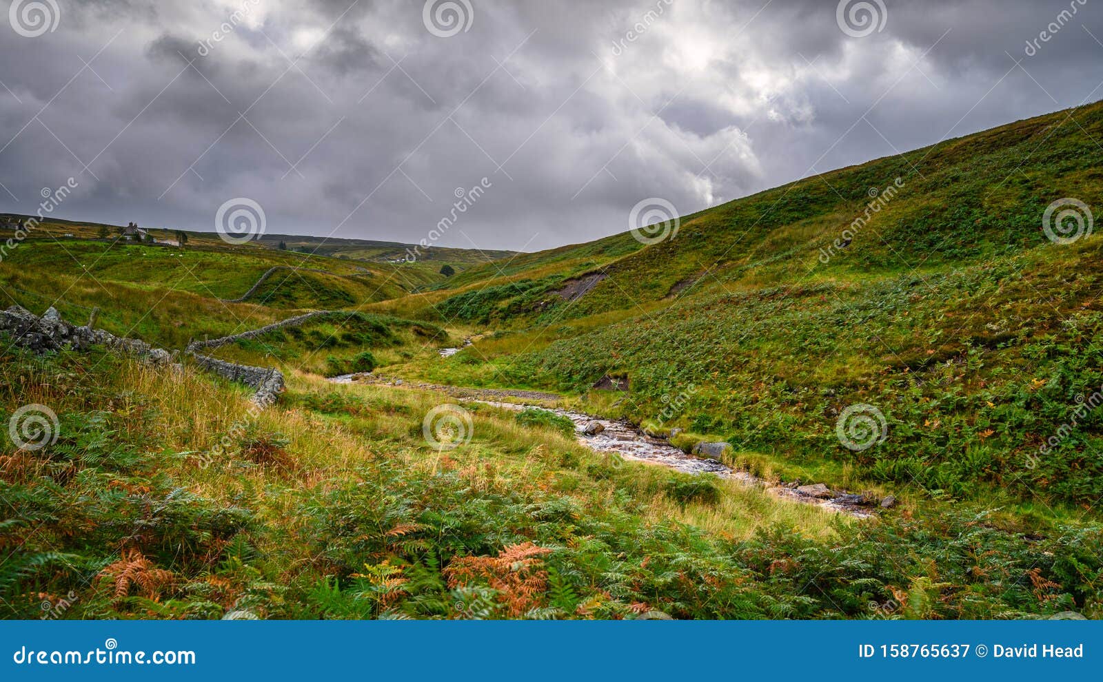 Source of River West Allen stock image. Image of fern 158765637
