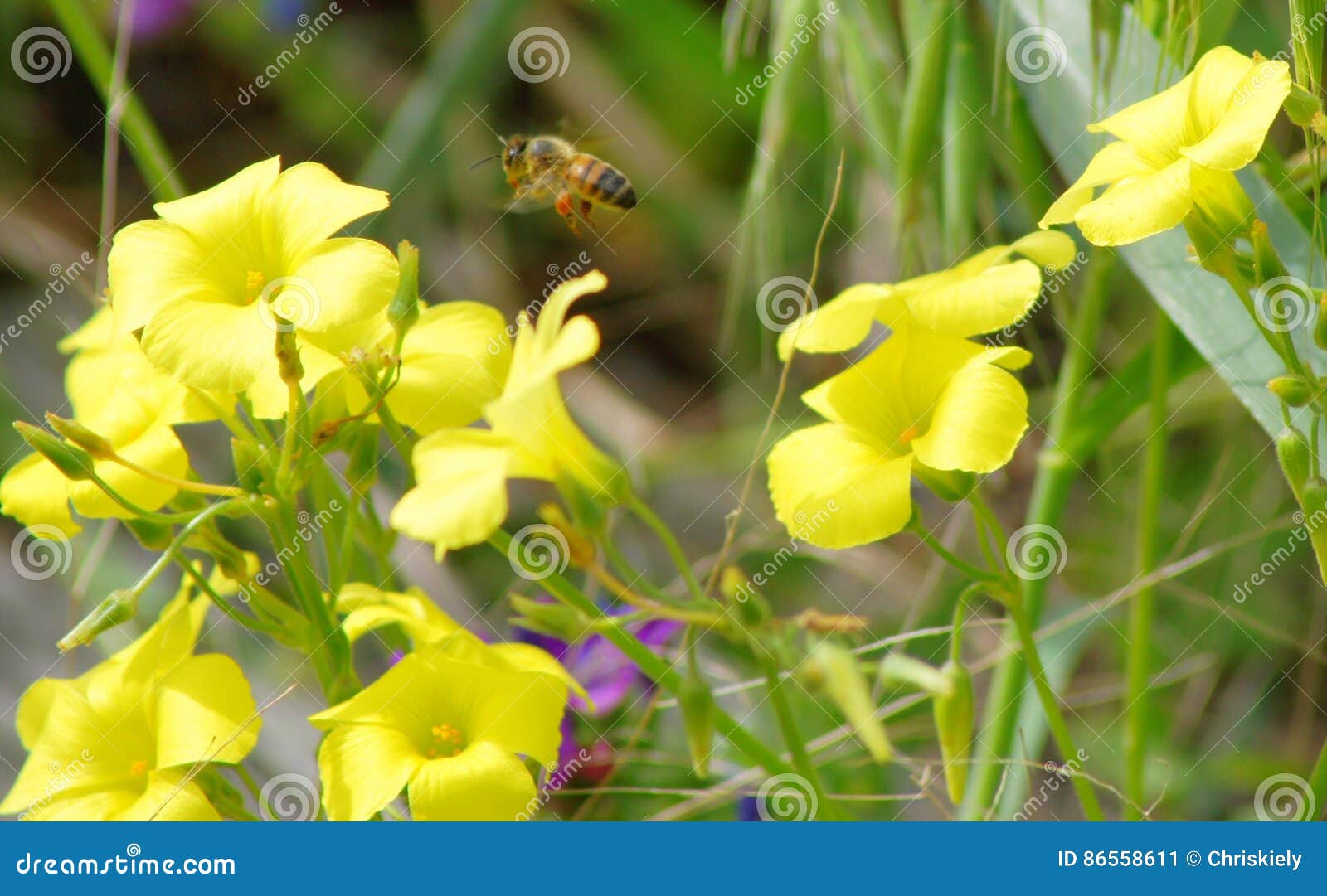 sourgrass flower and bee