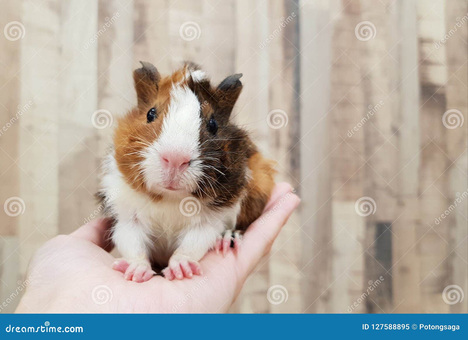 Sourire Abyssinien Tricolore Mignon De Bebe De Cobaye Image Stock Image Du Agouti Rongeur Sourire Abyssinien Tricolore Mignon De Bebe De Cobaye Image Stock Image Du Agouti Rongeur