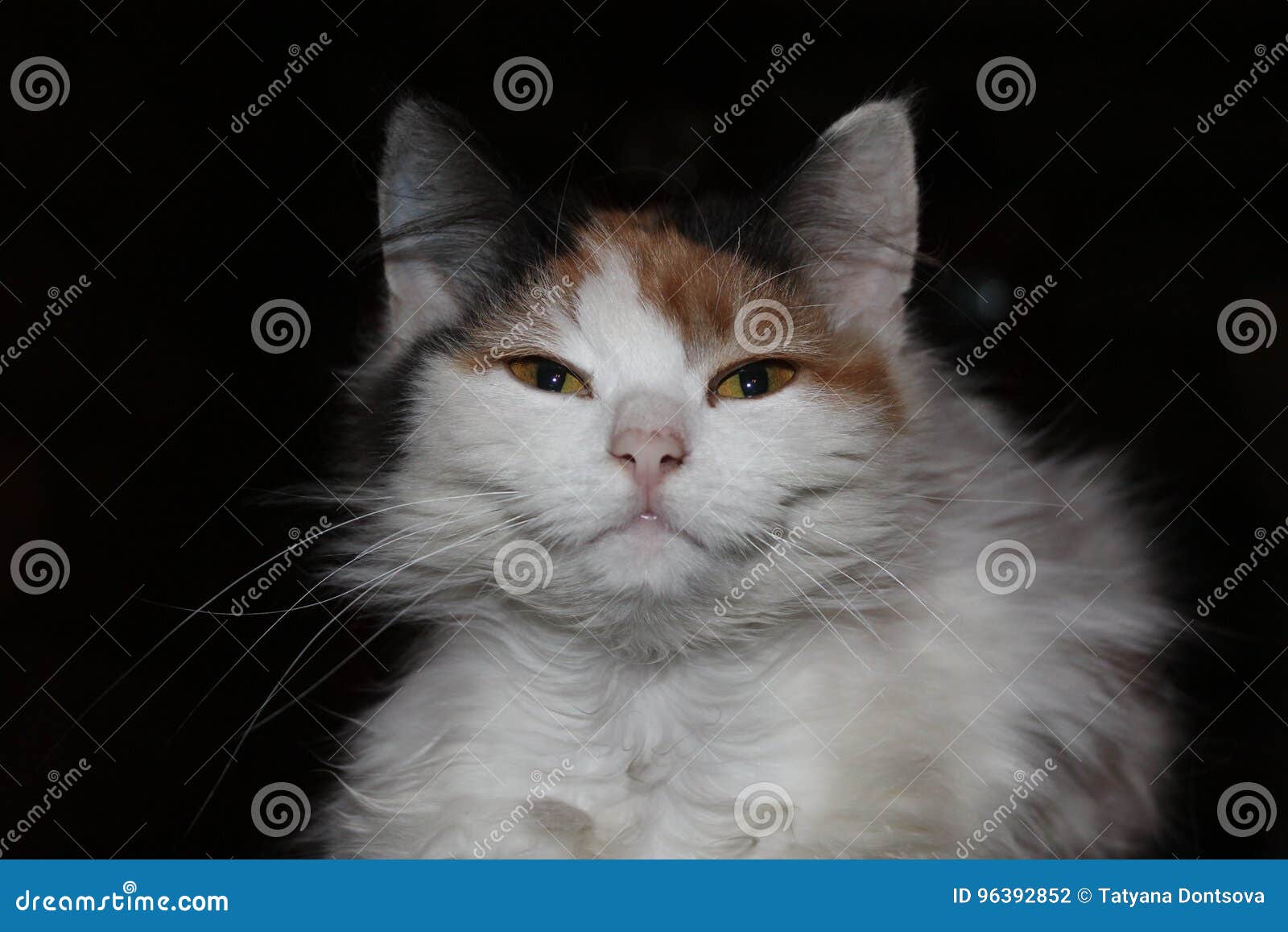 Sourire de chat. Bel animal familier drôle