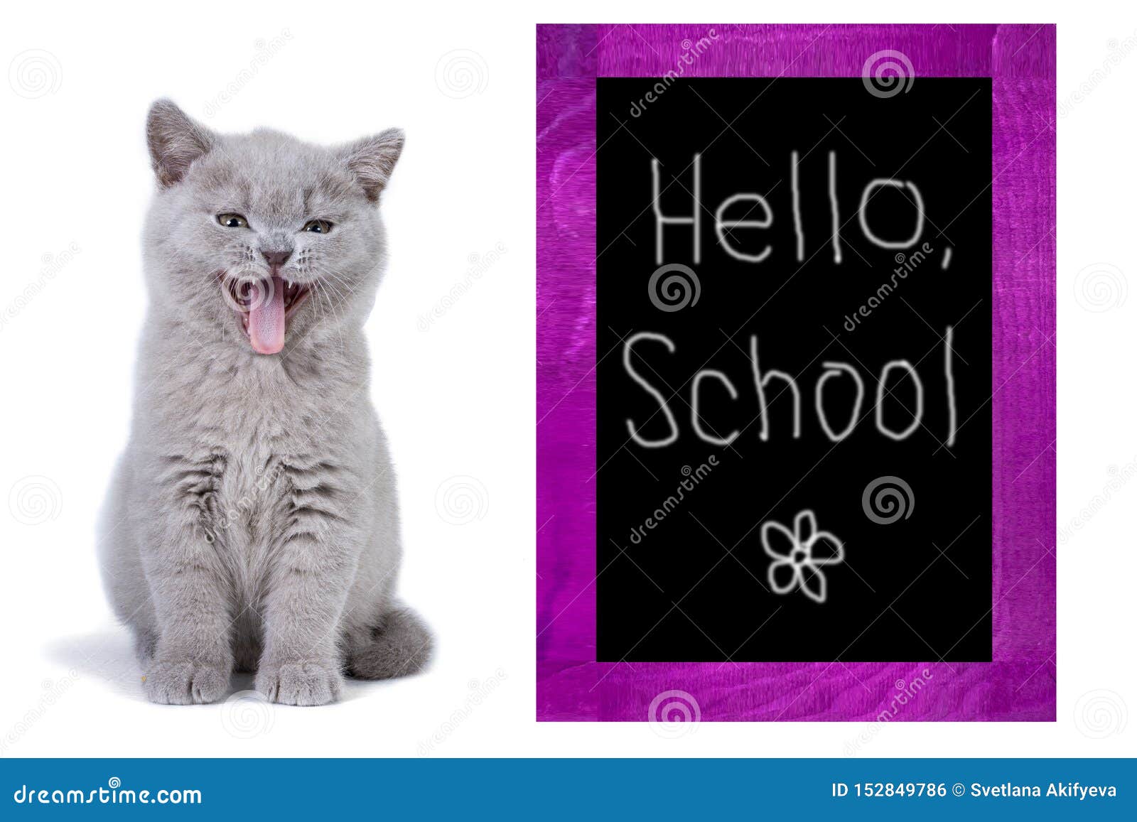 Sourire De Chaton De Gray British Se Repose Pres Du Conseil Pedagogique Fond Blanc Ecole D Inscription Bonjour Photo Stock Image Du Blackboard Craie Sourire De Chaton De Gray British Se Repose Pres Du Conseil Pedagogique Fond Blanc Ecole D Inscription Bonjour Photo Stock Image Du Blackboard Craie