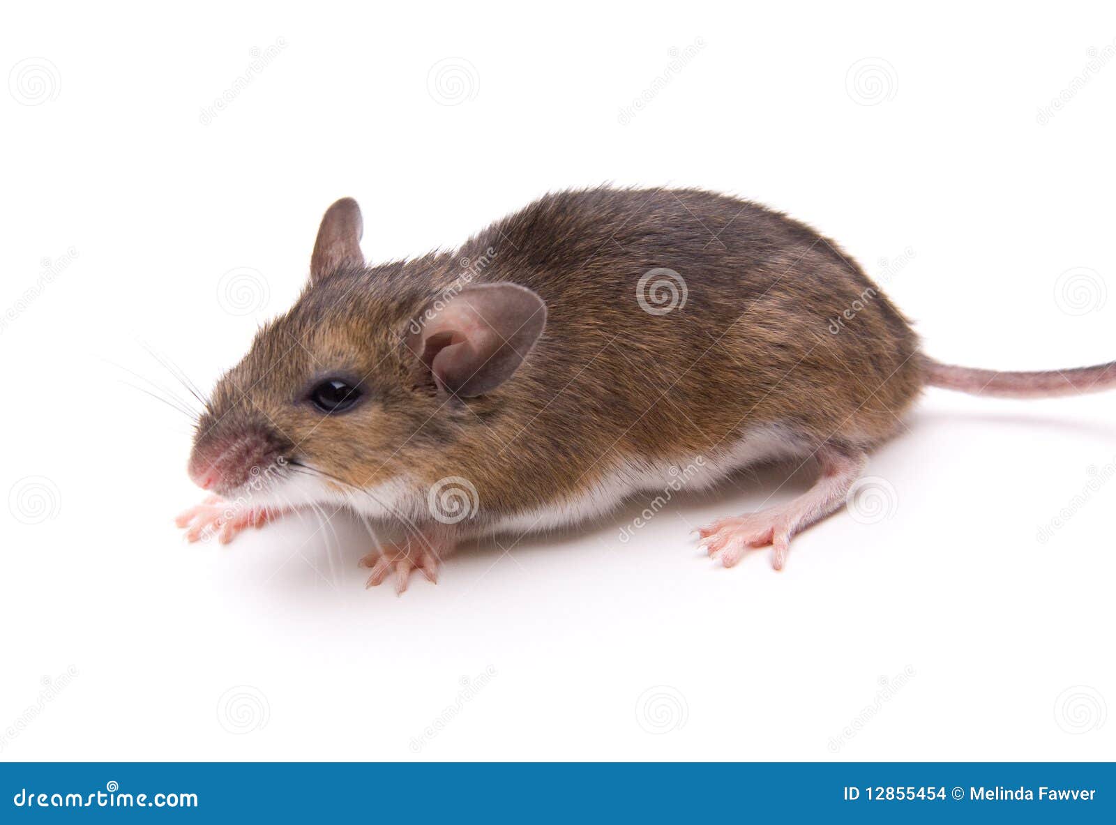 Souris Blanc-Aux Pieds D'isolement Photo stock - Image du coupure, animal:  12855454