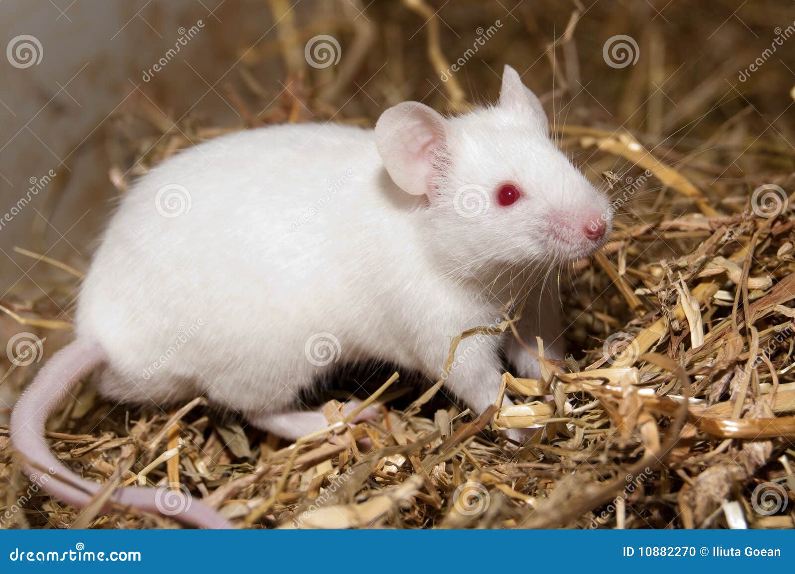 SOURIS BLANCHE stock photo. Image of group, domestic - 170213416