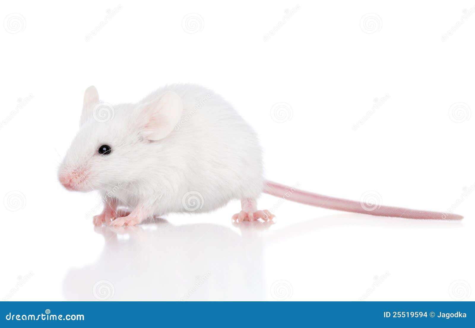 11 986 photos et images de Souris Blanche - Getty Images