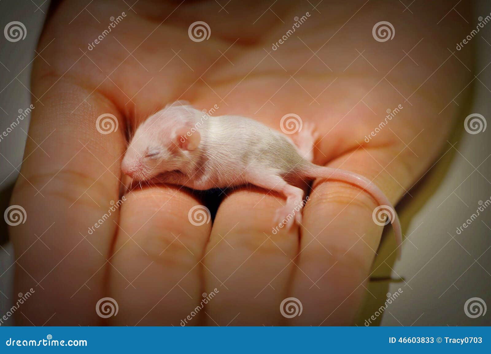 Souris De Bebe Image Stock Image Du Amour Souris Laboratoire