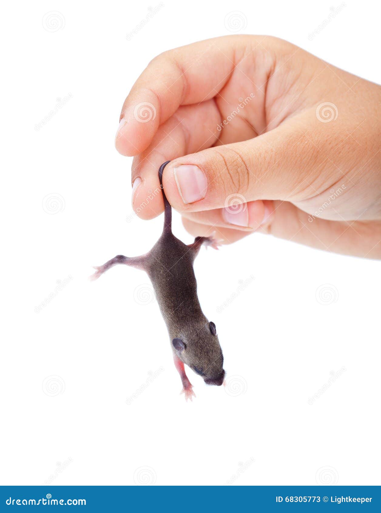 Souris De Bebe Attrapee Par Sa Queue Image Stock Image Du Poilu Arriere