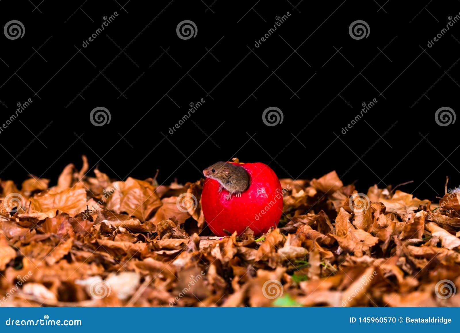 Souris de r?colte eurasienne. Eurasian harvest mouse Micromys minutus sitting in red apple - closeup with selective focus