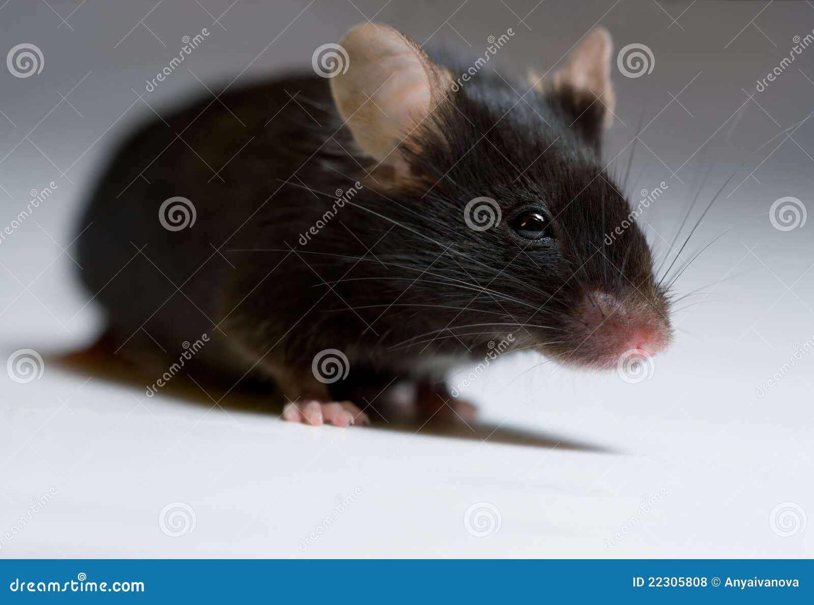 Souris noire photo stock. Image du rongeur, femelle, médecine - 22305808