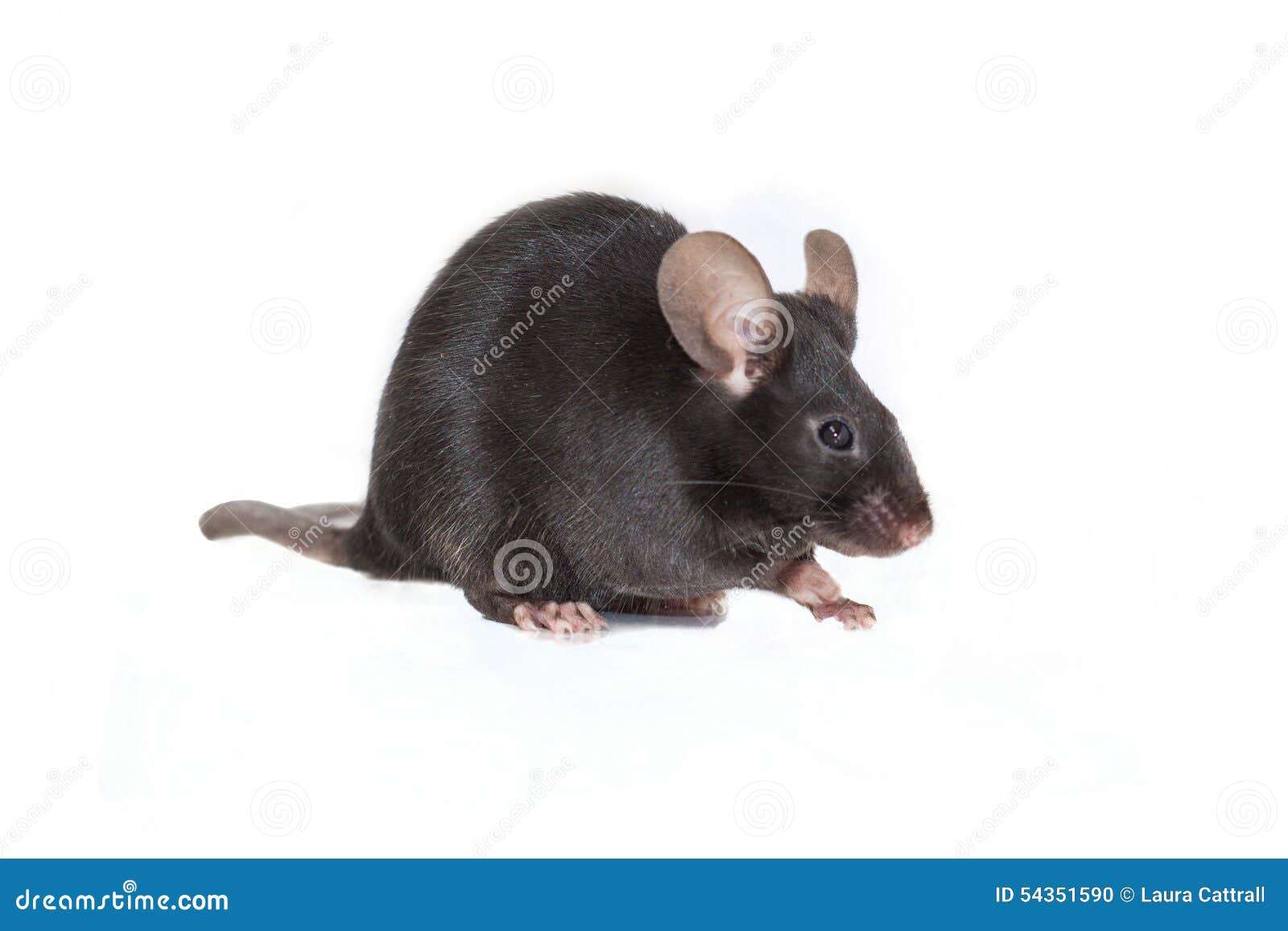 Souris Noire Sur Un Fond Blanc Photo stock - Image du noir, curieux:  54351590