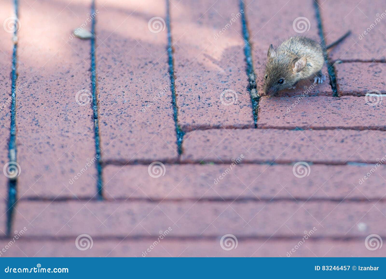 Souris Nouveau Nee De Jeune Bebe Tres Petit De Souris Image Stock Image Du Blanc Fourrure