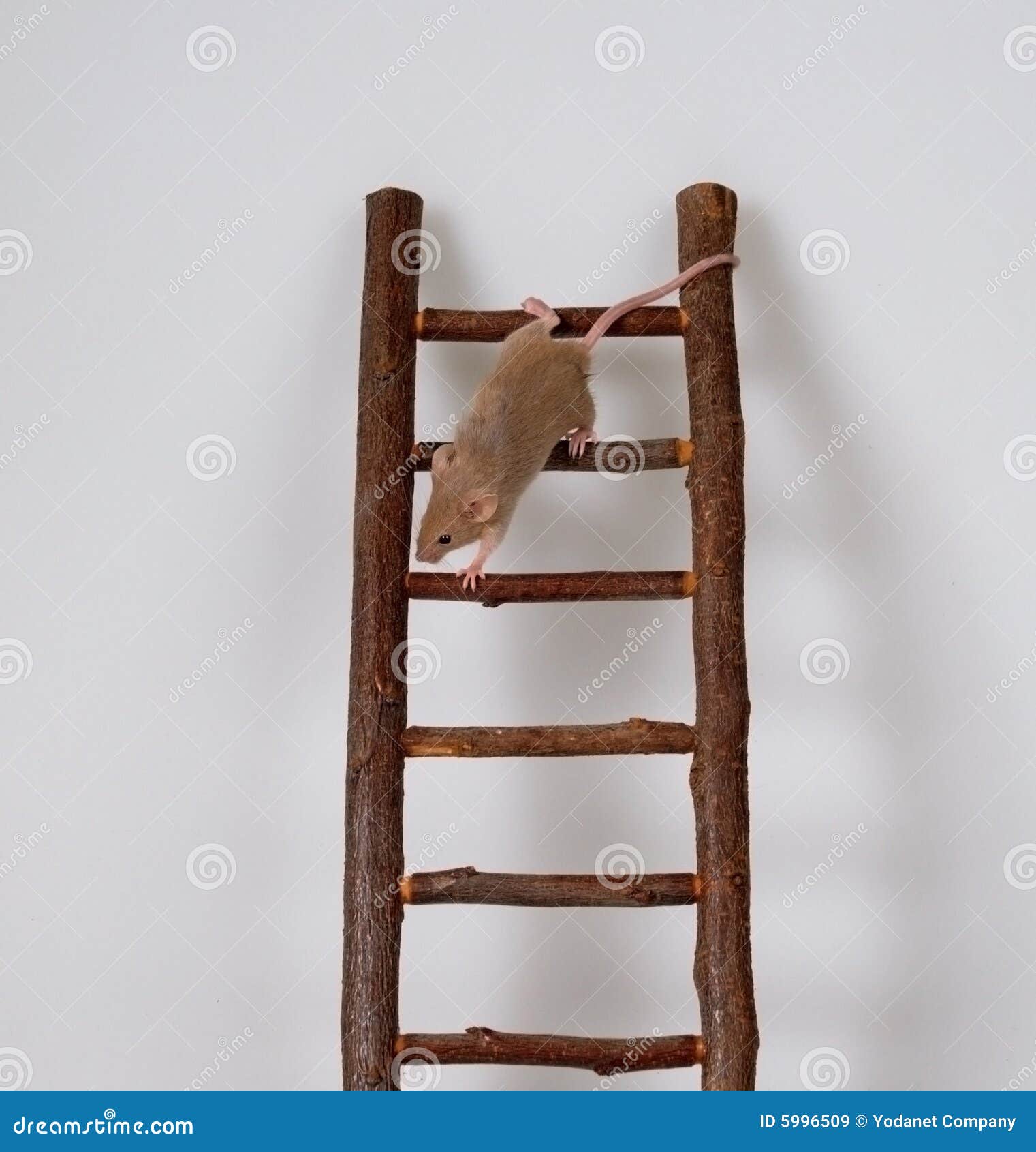 Souris Sur Un Escalier De Jouet Image stock - Image du animaux, élever:  5996509