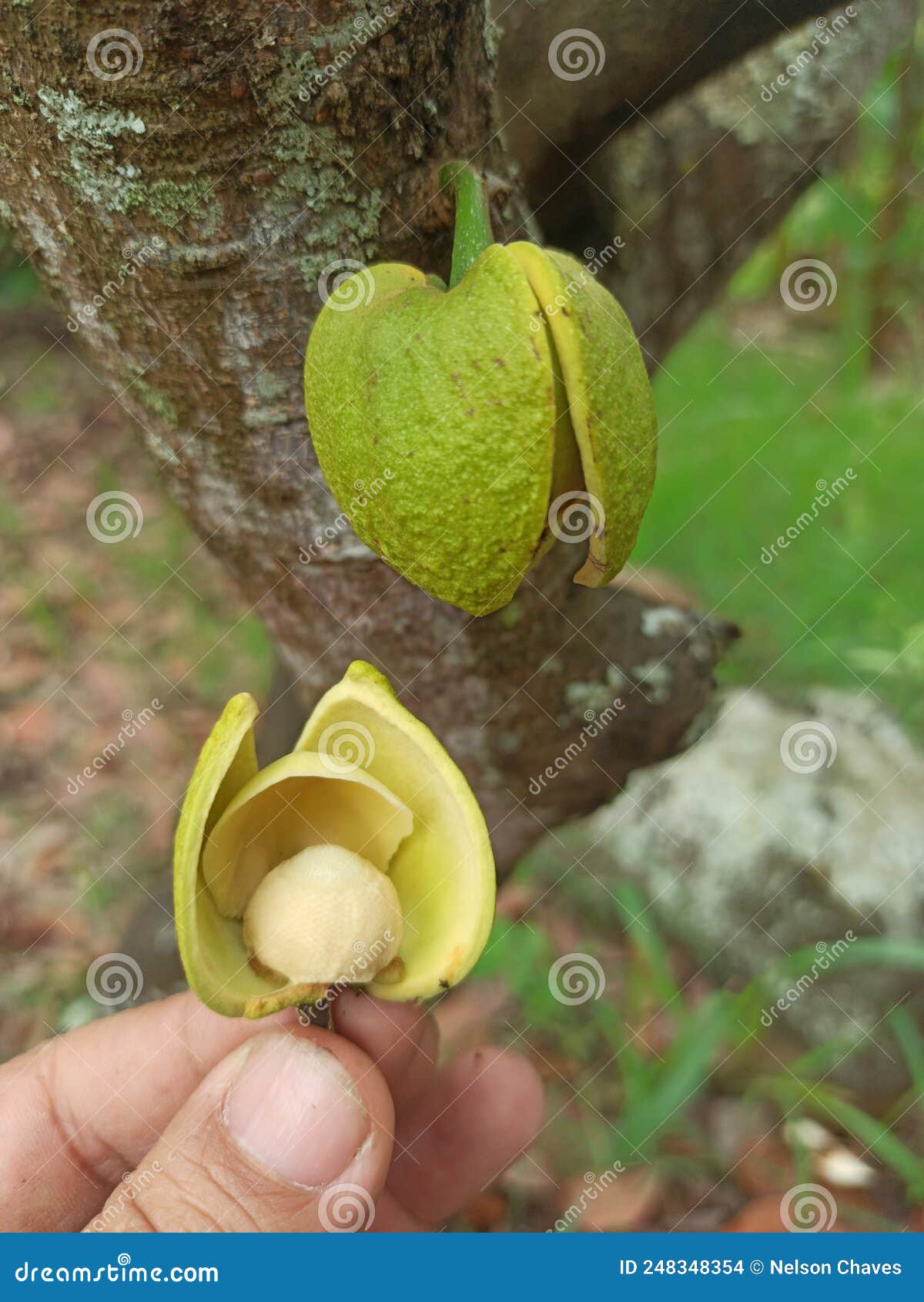 Soursop Flower with Its Internal Visualization in Colombia Stock Photo