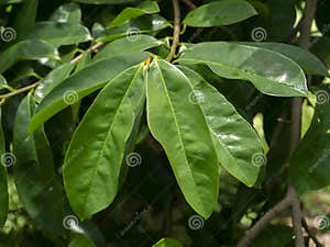 Soursop Fruit Prickly Custard Leaves Plant For Treatment Of Carcinoma Soursop Fruit Prickly Custard Leaves Plant For Treatment Of Carcinoma