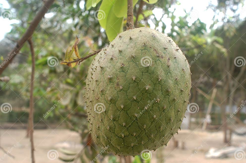 Soursop Guanabana Graviola Exotic Fruit Hanging from Tree -peru Stock
