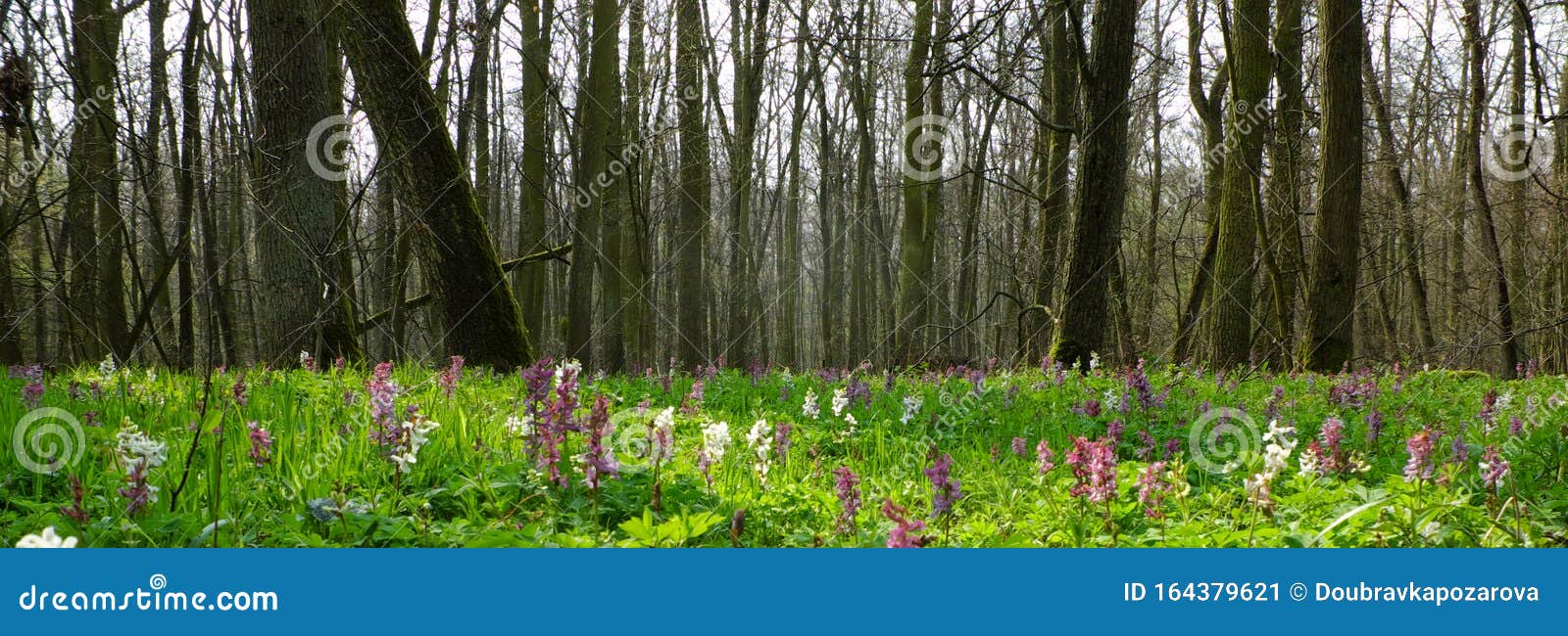 Sous-bois Vert Frais Et Fleurs Abondantes Dans La Forêt Image stock - Image  du végétation, europe: 164379621