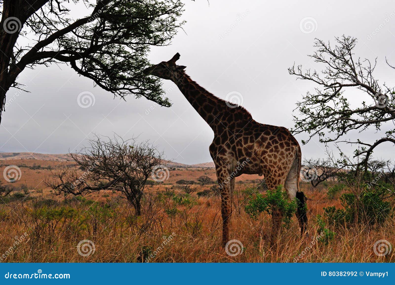south africa, hluhluwe imfolozi game reserve, kwazulu-natal