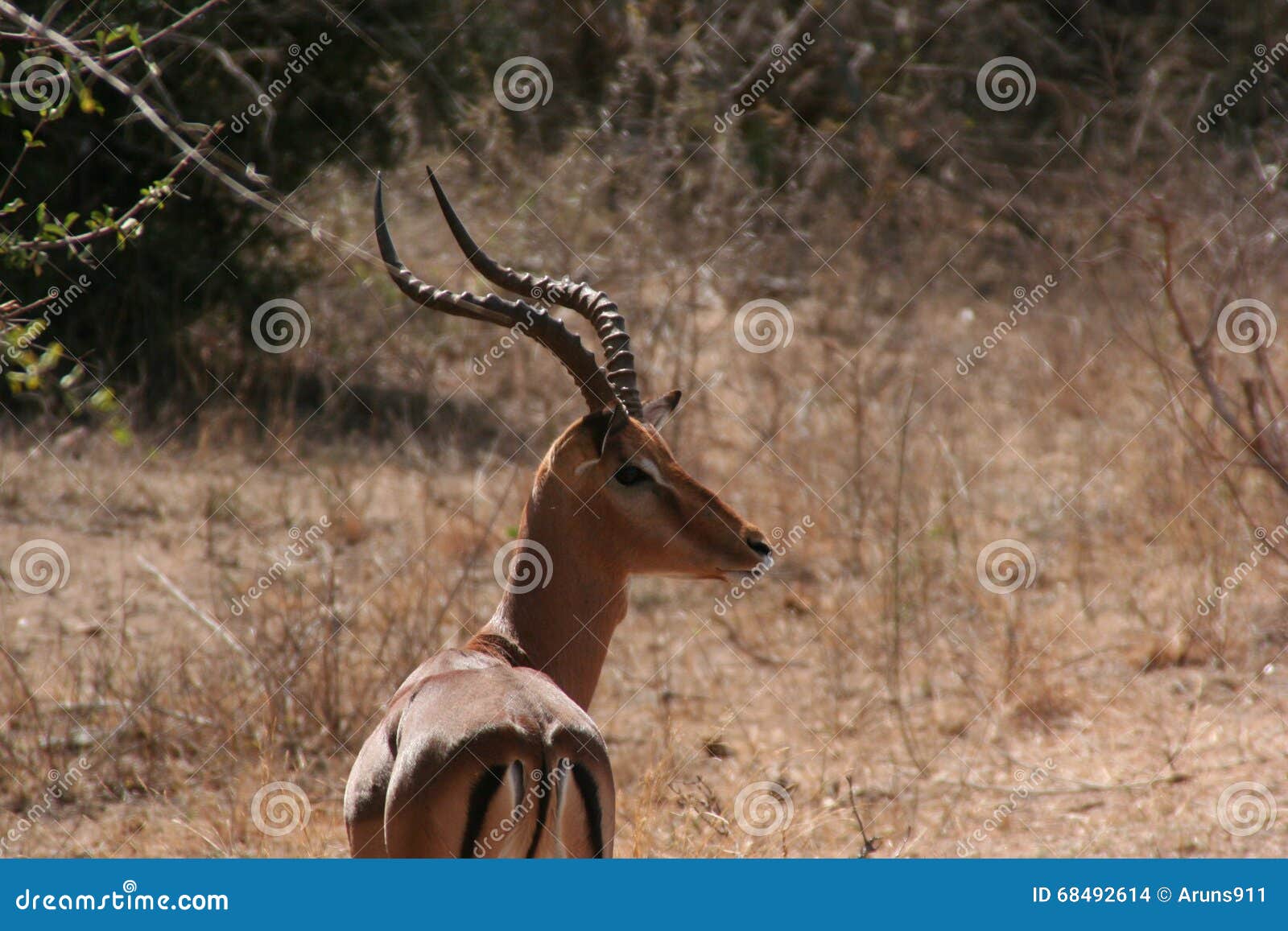 South Africa wildlife deer stock photo. Image of animals 68492614