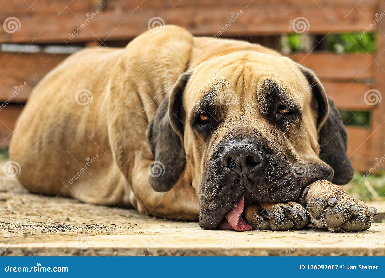 boerboel bulldog