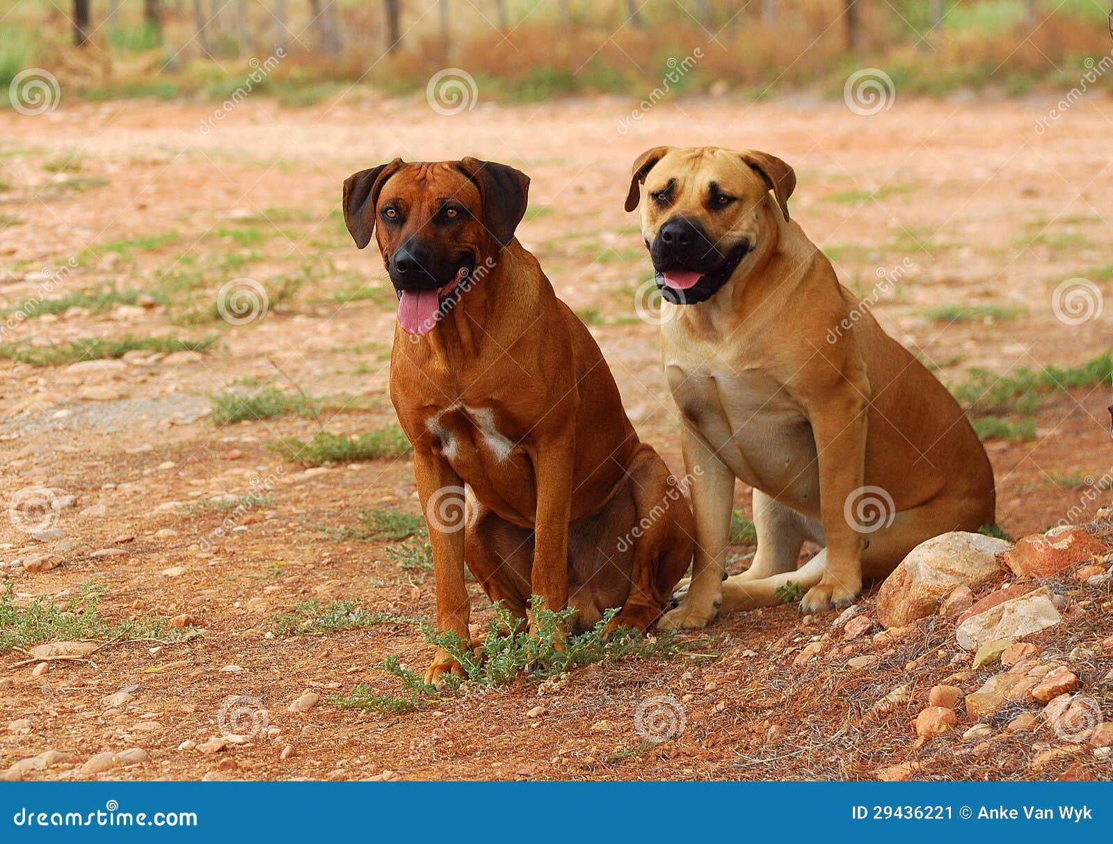 boerboel ridgeback