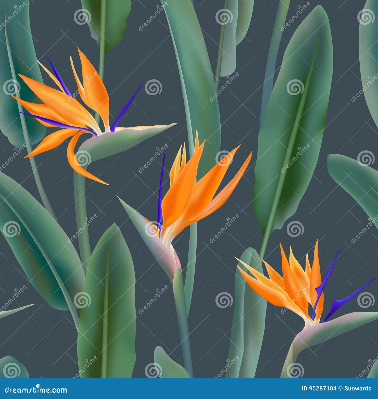 South African Flowering Plant Stock Vector - Illustration of blooming