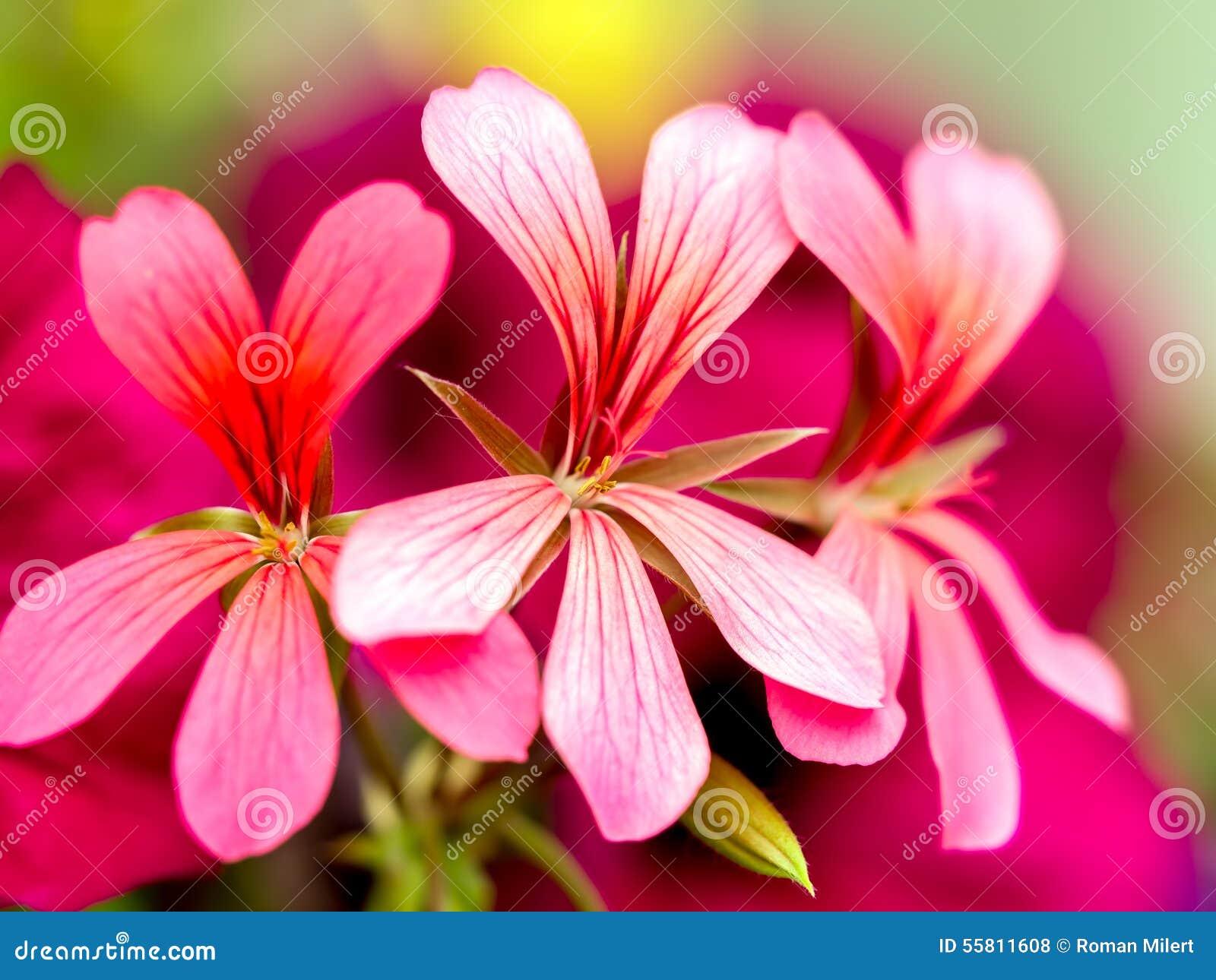 South African Geranium stock photo. Image of geranium 55811608