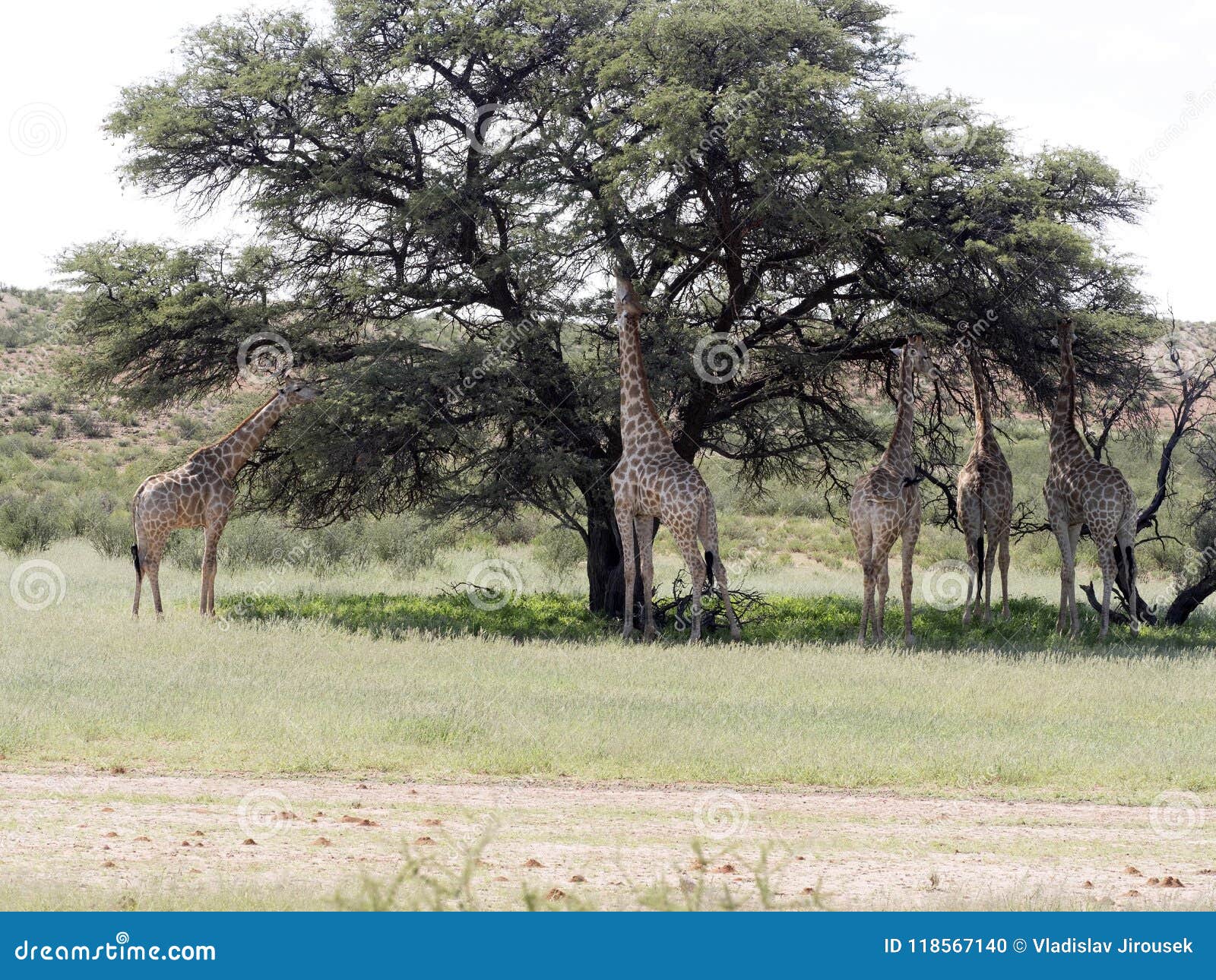 the South African Giraffe, Giraffa camelopardalis giraffa, Kalahari, South Africa