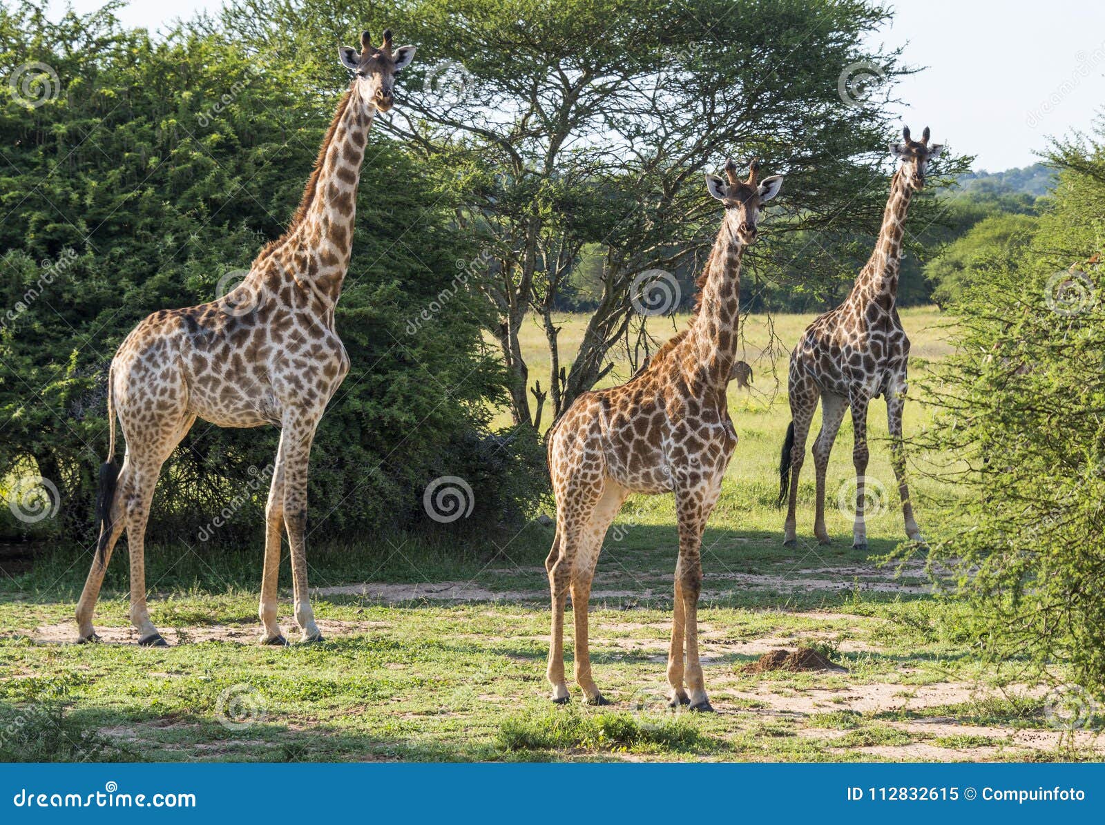 Giraffes in the Wild in South Africa Stock Image - Image of drive, green:  112832615