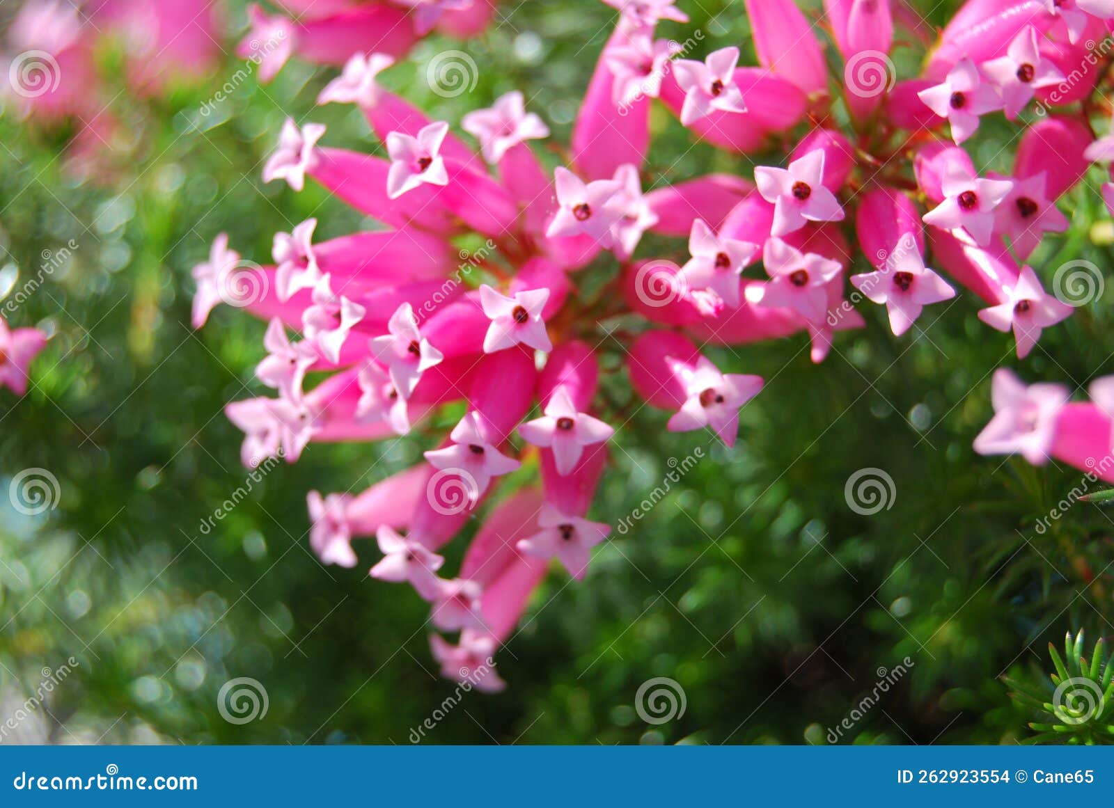 South African Heather (Erica Verticillata) Stock Photography