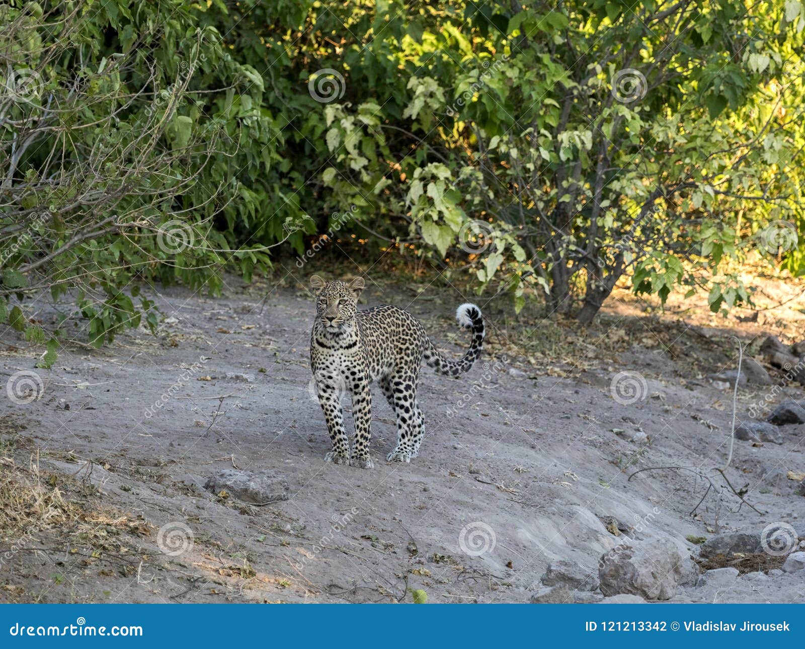 south african leopard, panthera pardus shortridge, is very rare in chobe national park, botswana