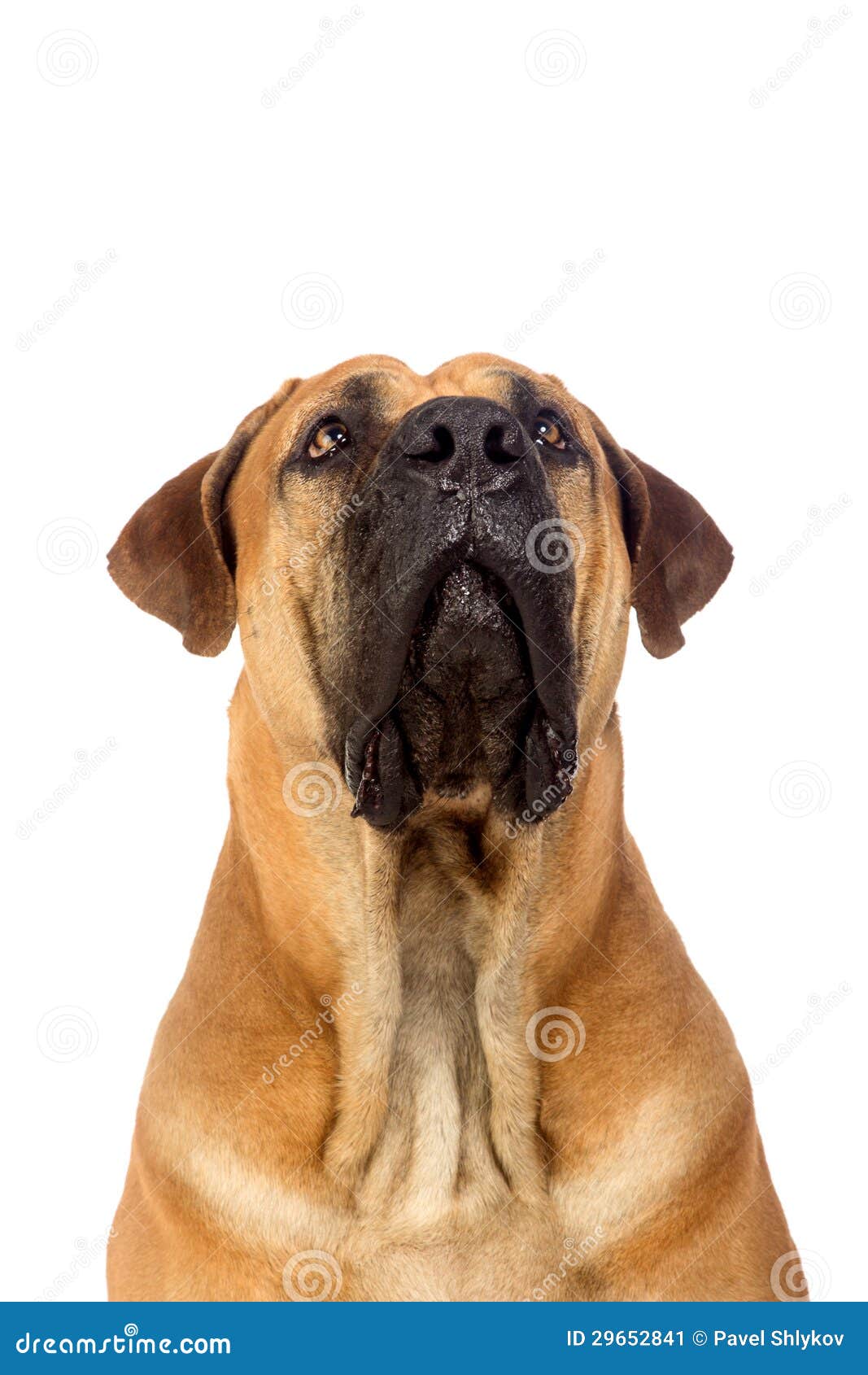 South african mastiff stock image. Image of boerboel 29652841