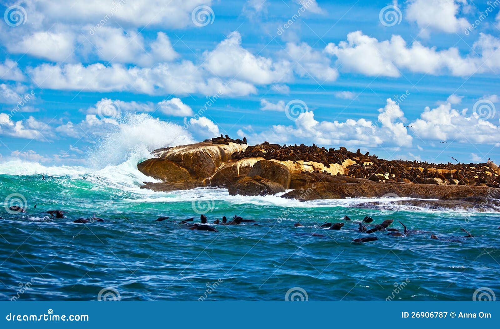South African seals stock image. Image of landscape, cape 26906787