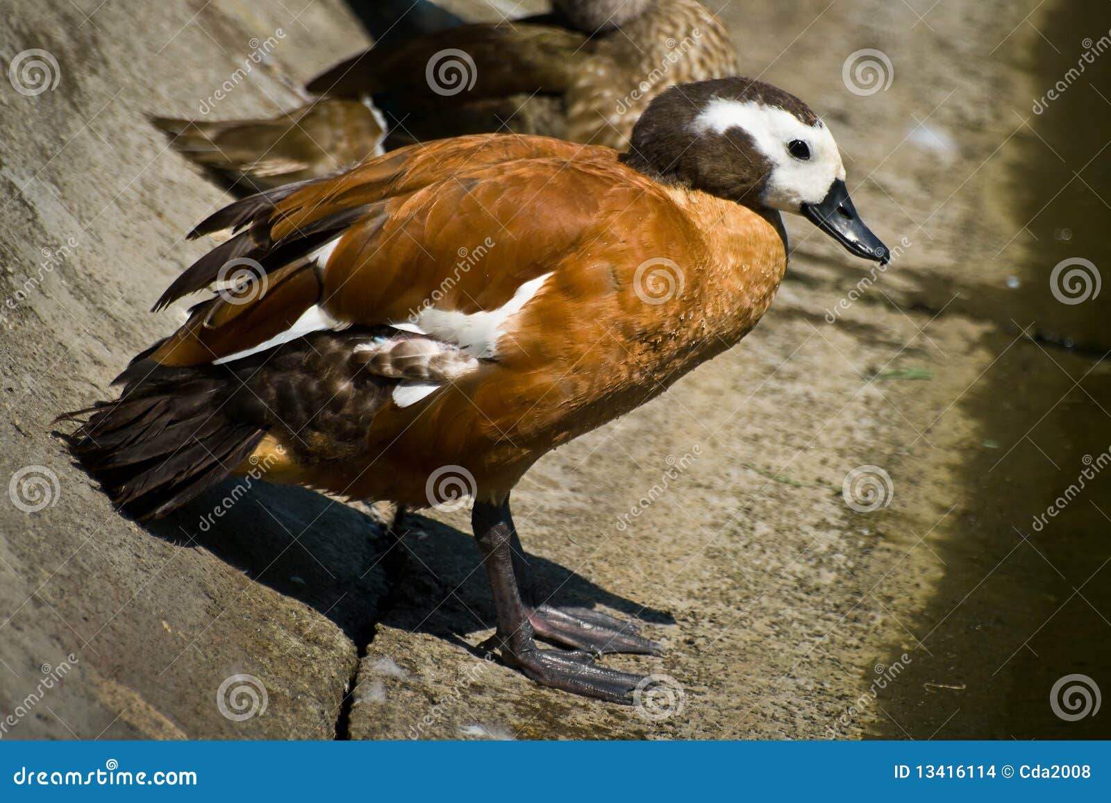 South African Shelduck stock photo. Image of african 13416114