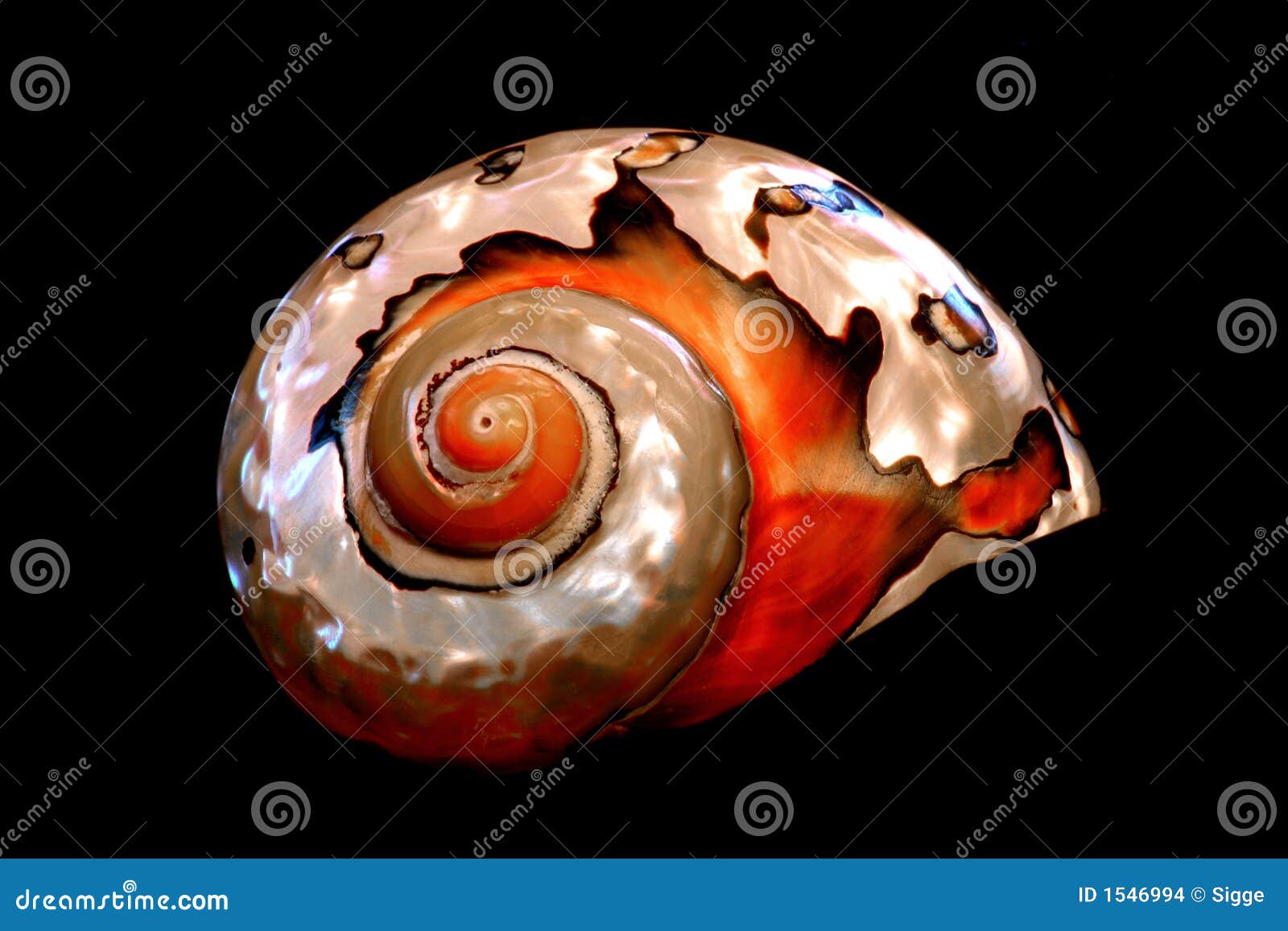 South African Turban Seashell Stock Photo Image of mollusks, seashell