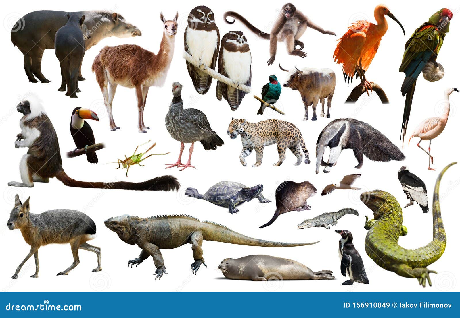 South American Animals on White Stock Image - Image of bird, standing: 156910849 South American Animals on White Stock Image - Image of bird, standing: 156910849