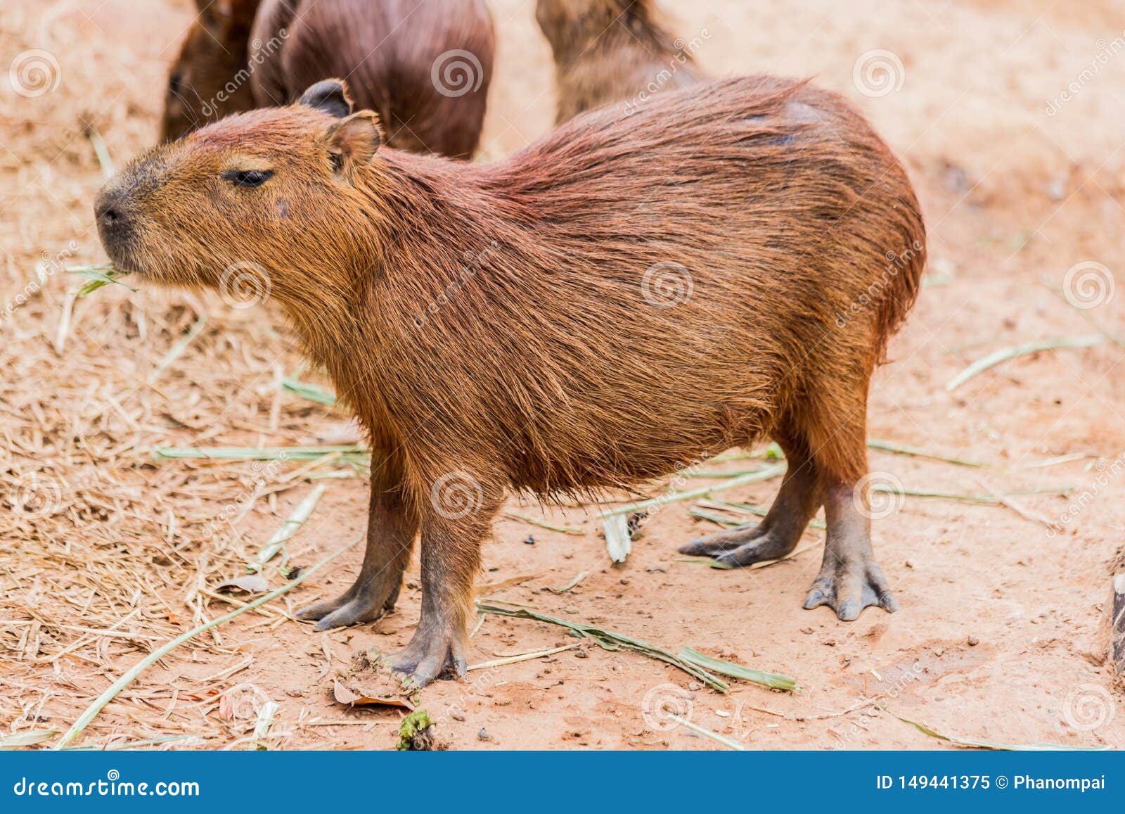 South American Capybara or Hydrochaeris is the Largest Rodent in the World  Stock Image - Image of brown, outdoors: 149441375