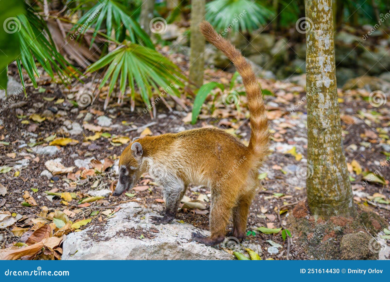 a south american coati, nasua nasua, sits alone, which is a coati species and a member of the raccoon family procyonidae, from