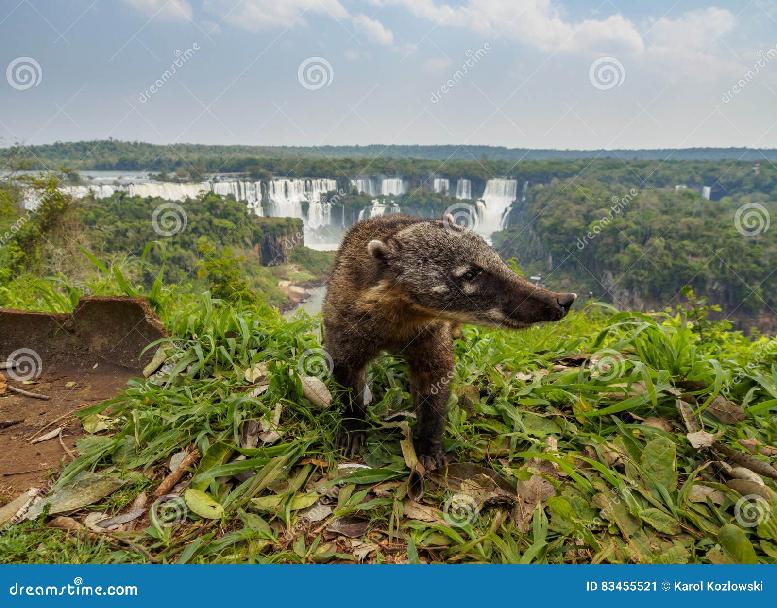 south american coati by th iguacu falls in brazil