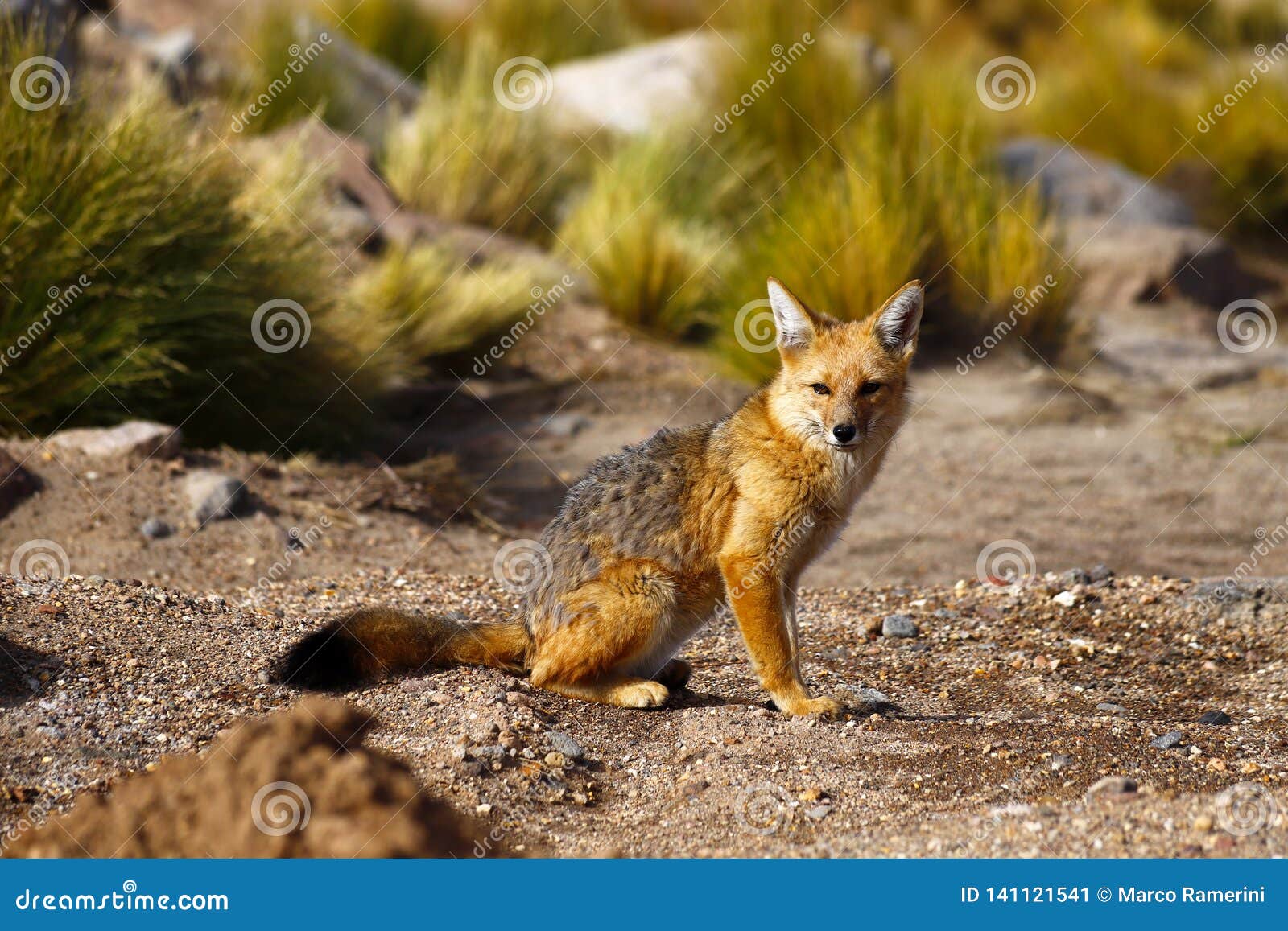 South American Fox, Atacama Desert, Chile Stock Image - Image of northern,  chile: 141121541