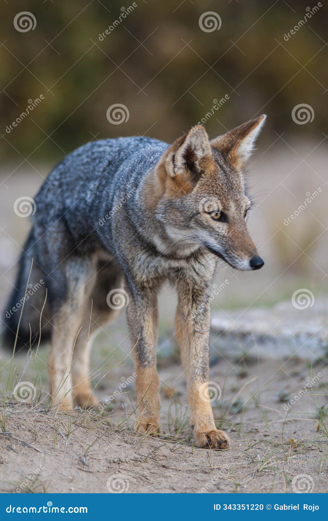 south american gray fox, lycalopex griseus, peninsula valdes,