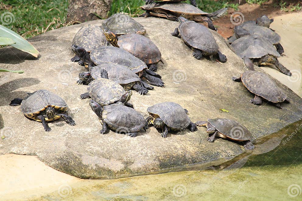 South American River Turtle (Podocnemis Expansa) and a Broad-snouted