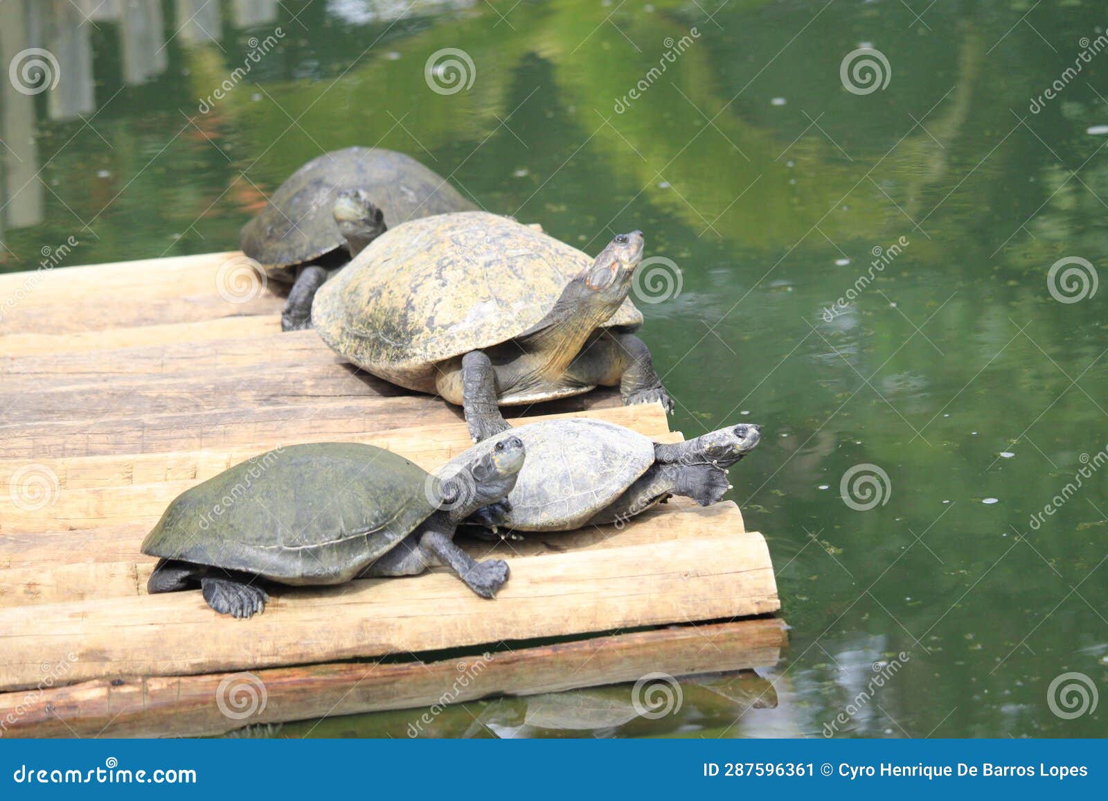 south american river turtle (podocnemis expansa), tartaruga-da-amazÃ´nia, araÃº, jurarÃ¡-aÃ§u e tartaruga-do-amazonas