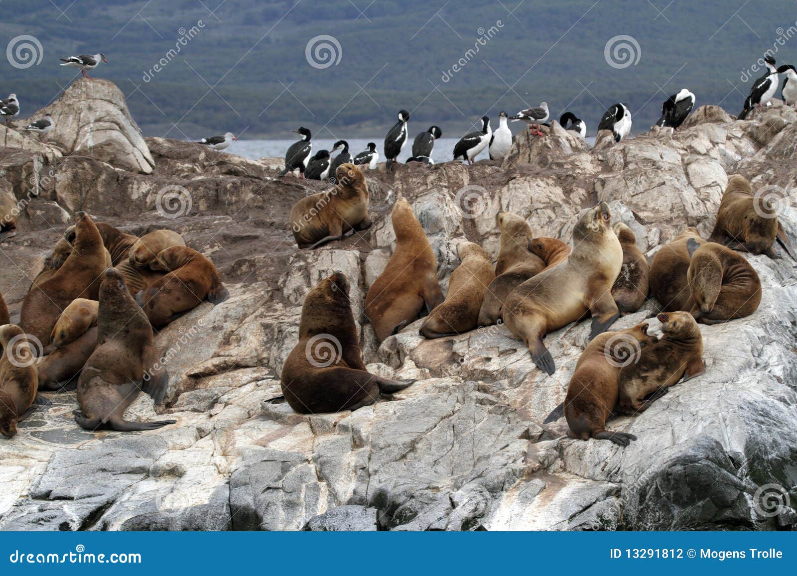 south american sea lions, tierra del fuego