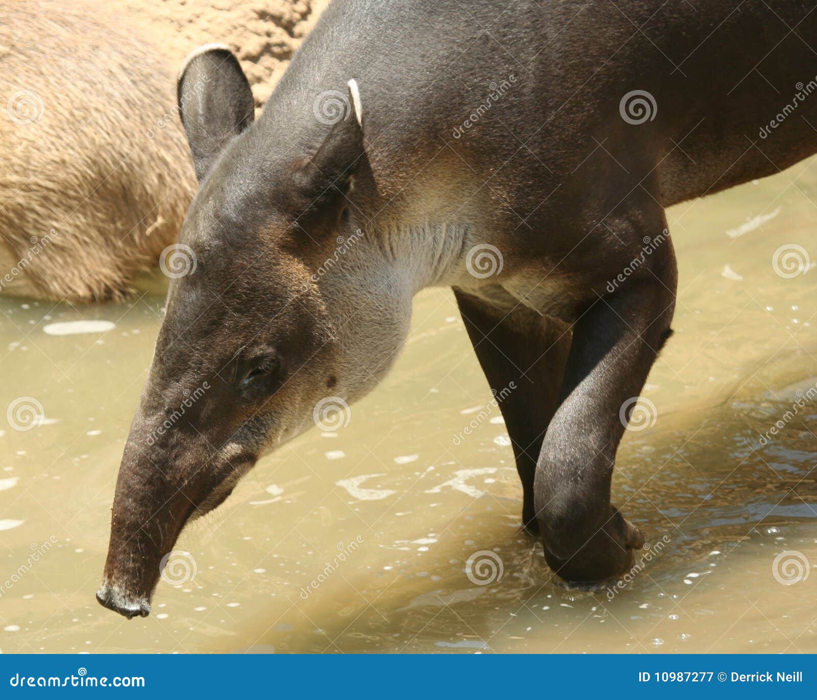 A South American tapir stock image. Image of hair, south Biology Diagrams