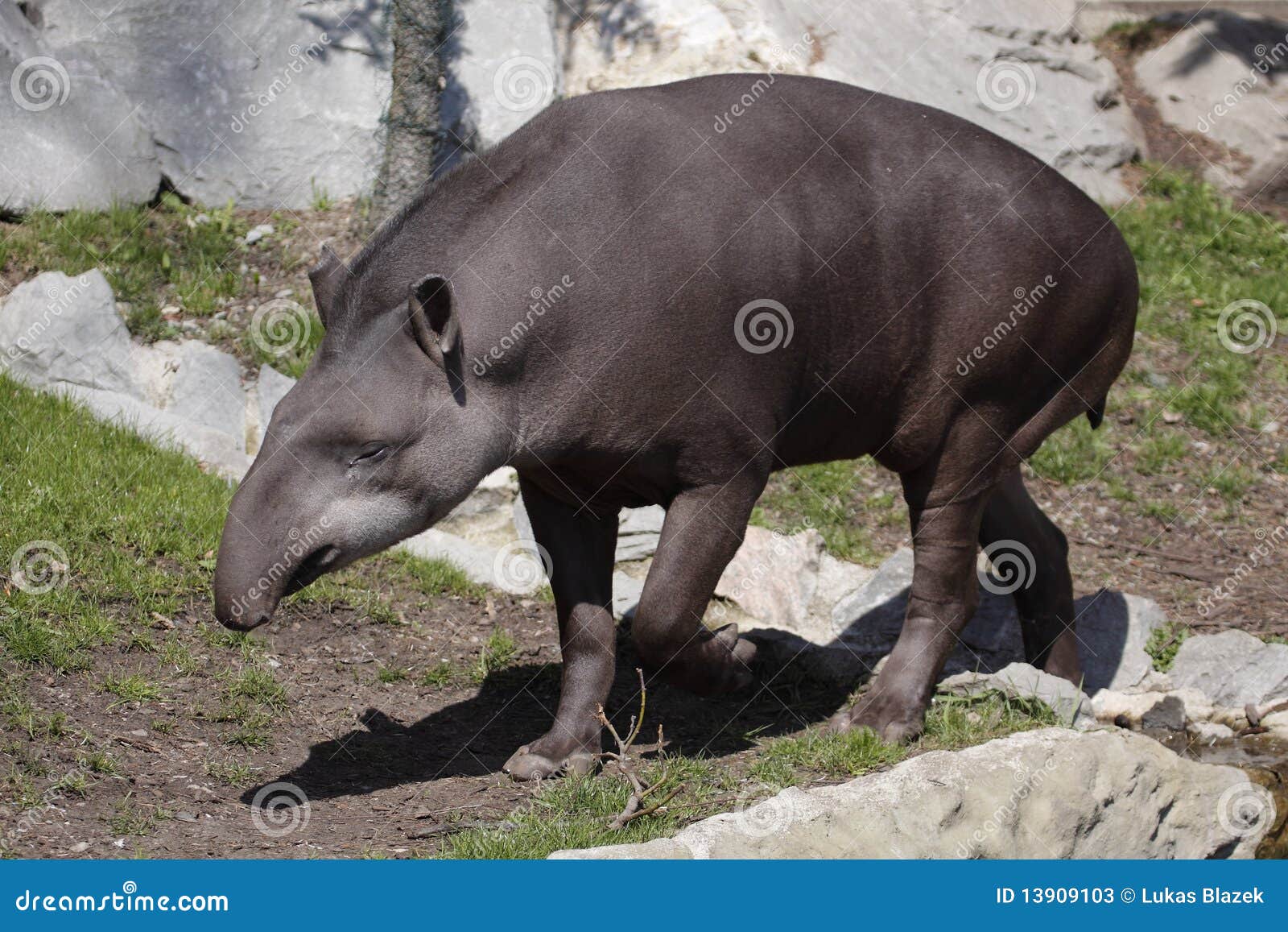 South american tapir stock image. Image of anta, animal - 13909103