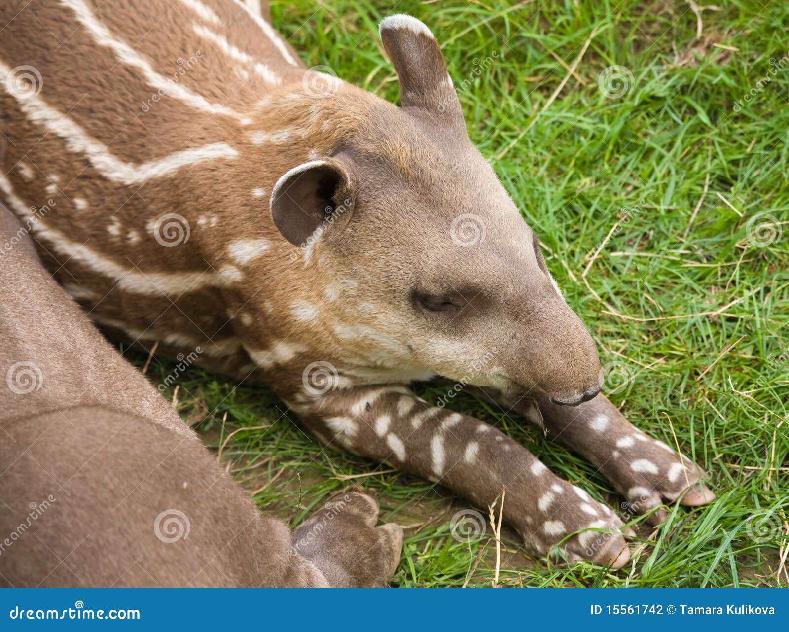 South American Tapir Stock Photography Biology Diagrams