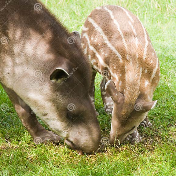 South American Tapir stock photo Image of south program Biology Diagrams