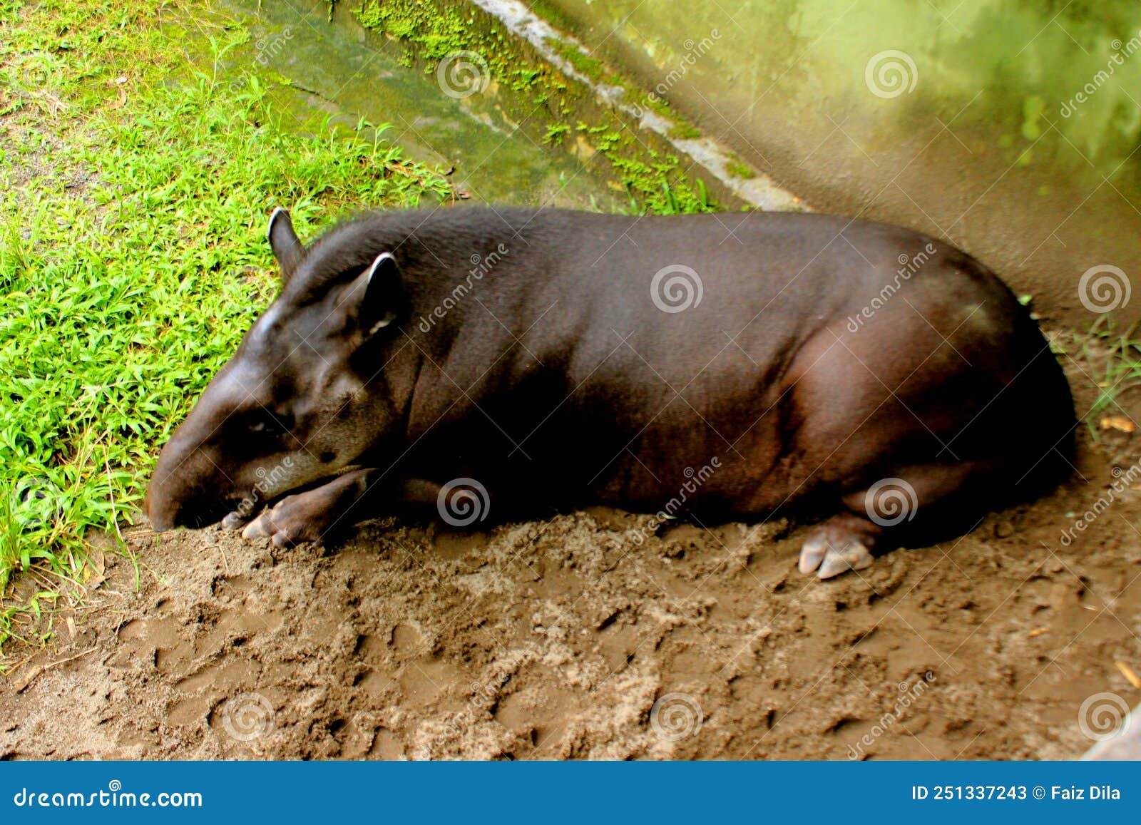 the south american tapir also commonly called the brazilian tapir tapirus terrestris, tapir brasil, little black tapir in zoo b