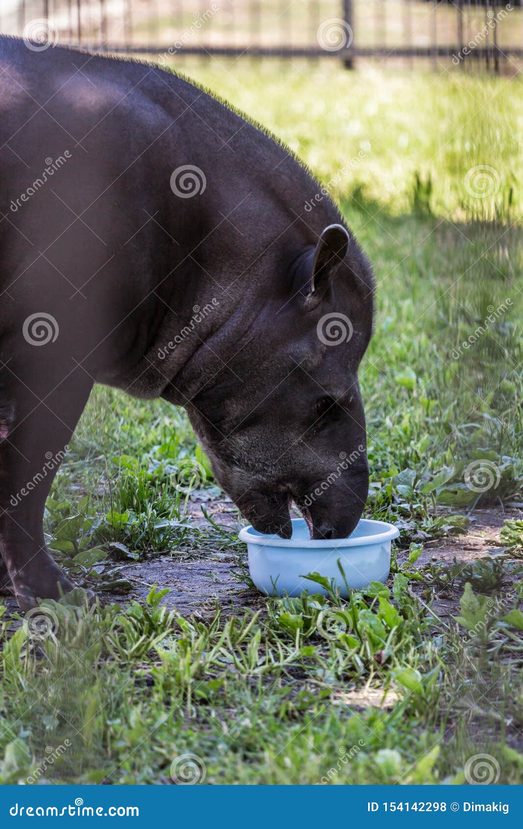 The South American Tapir Brazilian Tapir, Amazonian Tapir Eating Food ... Biology Diagrams